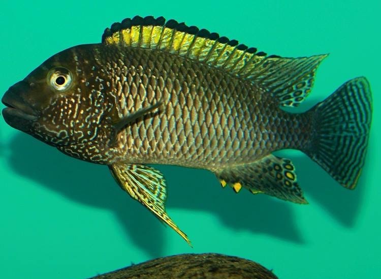 Petrochromis famula 'Tembwe (Deux)'